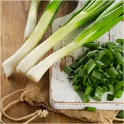 Onion (Spring) - Tokyo Long White seeds