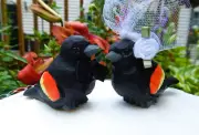 Red-Winged Blackbird Wedding Cake Topper Love Birds Bride Groom Engagement