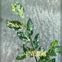 在飛比找蝦皮購物優惠-初花農場|斑葉榆樹|觀葉植物|3吋盆|全日照｜植株偏小---