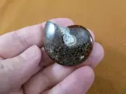 (F415-5) 1-1/2" Ammonite fossil ammonites extinct marine molluscs shell specimen