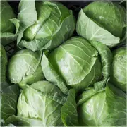 Cabbage - Coronet F1 seeds