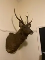 sambar deer head