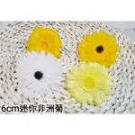 【永生花】ROUERLADY約6CM迷你非洲菊/非洲菊/菊花-永生花 乾燥花 送禮必備 花材 畢業禮物