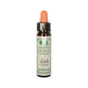 Ainsworths Bach Flower Remedies Larch 10 ml