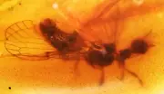 Rare Raphidioptera (Snakefly), Fossil inclusion in Burmese Amber