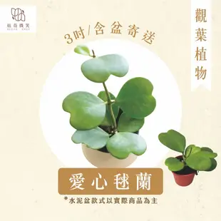 【拈花微笑】愛心毬蘭｜3吋｜觀葉植物｜水泥盆｜含盆寄送