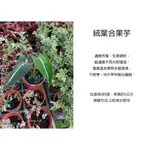 心栽花坊-絨葉合果芋/銀脈合果芋/3吋盆/觀葉植物/室內植物/綠化植物/售價70特價60