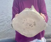 Huge Aurora Fossil Whale Vertebra, Megalodon Food, Lee Creek North Carolina