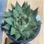 8-9cm cactus Succulent Plant Home Garden beautiful Plant