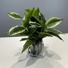 Plastic Artificial Evergreen Leaves Green Plants Fake Plant Home Garden Decor