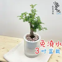 在飛比找蝦皮購物優惠-【小品文化】胡椒木【現貨】3吋條紋圓免澆水盆栽 懶人盆栽 觀