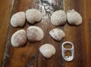 cross barred venus clam shells