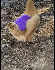 Chicken Hen Saddle or Apron