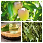 Dried Organic Natural Mango Leaves 100% Fresh Pure Quality Herbal Leaf Tea