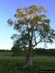 Lophostemon suaveolens Swamp turpentine Tree -