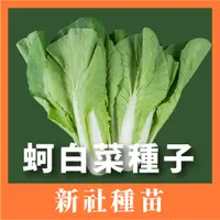 在飛比找蝦皮購物優惠-現貨）蚵仔白菜種子｜新手入門款｜30天即採收｜居家種植｜蔬菜