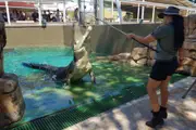 Crocosaurus Cove Family Entry - Darwin