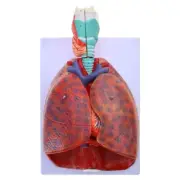 Heart Lung Throat Model Anatomy Shows Details of Lung Trachea System