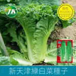 🌿鳳鳴🌱天津綠大白菜種子青幫綠葉老品種青麻葉鼕儲痠菜白菜籽綠幫 種子 種籽