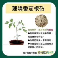 在飛比找蝦皮購物優惠-【台灣出貨 電子發票】蓮嬌 番茄根砧 種子 20粒 嫁接根砧