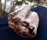2 Lb 1 Oz Natural Rare Opalized Mirror Polished Multicolor Big Petrified Wood Uv
