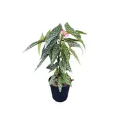 120mm Begonia Hotspot PBR - Begonia