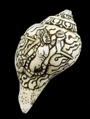 Conch Tibetan Buddhist Dakini -dungdkar Shell Shankha 8,4 CM #25599