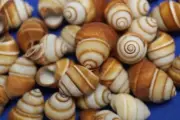 Land Snail Shells For Crafts Large Size Brown Color, 1-1/2" - 2 inch SS-105