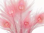 5 Pieces Dusty Pink Bleached & Dyed Tails Eye Peacock Feathers Wedding Craft