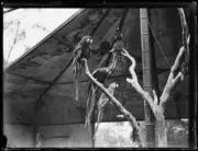 Parrots in aviary at Taronga Park Zoo NSW Sydney 1930 Old Photo