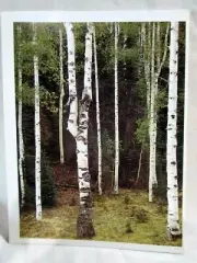 Postcard - Ansel Adams 1947 Aspens North Rim Grand Canyon National Park, Arizona