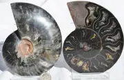 Large Black Ammonite PAIR Deep Crystals 110myo FOSSIL LRG 126mm 5.0" 9368bb