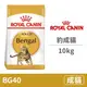 【法國皇家 Royal Canin】FBN 皇家豹成貓BG40 10公斤(貓飼料)