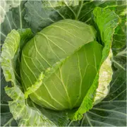 Cabbage - Copenhagen Market seeds