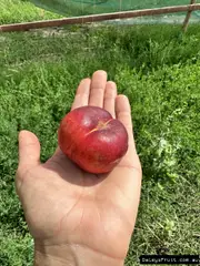 Buy Flat-style Nectarine Mesembrine/Peach Orcino Multi Grafted Trees