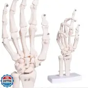 faruijie Hand Skeleton Model - Medical Human Finger Bone Anatomy Bendable Rig