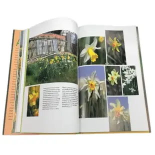 Daffodil: The remarkable story of the worlds most popular spring flower