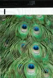 100 6x9 Peacock Feathers Designer Poly Mailers Envelopes Boutique Custom Bags