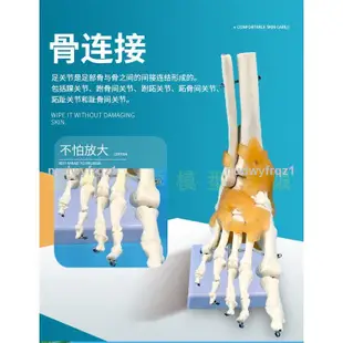 臺灣熱賣🔥🔥人體骨骼 一比一成人人體腳關節功能帶韌帶模型 人體足部骨骼模型1564