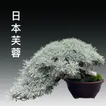 日本芙蓉 小品盆栽 稀有罕見 驅邪避凶