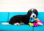 MultiPet Loofa Dog Squeaker Plush Cuddle toy.