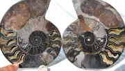 Large Black Ammonite Pair Crystal 149mm 110myo Dinosaur age FOSSIL 5.9" n2569uu