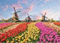 在飛比找博客來優惠-Windmills and Tulips 1000 Piec