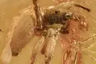 Big JUMPING SPIDER Salticidae Fossil Genuine BALTIC AMBER 10g + HQ Pic 210517