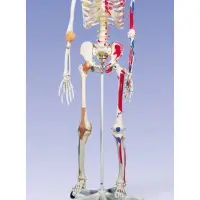 在飛比找蝦皮購物優惠-A13德國3B頂級成人全身骨骼模型(實用的人體模型/人骨模型