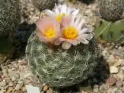 Pediocactus simpsonii VZD 865 - 10 seeds, seeds - VERY RARE!
