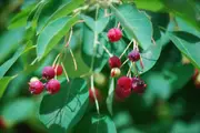 Buy Saskatoon Berry Tree - Amelanchier alnifolia