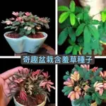 【落地生根】【含羞草種子】 奇趣盆栽植物 四季種植 好養易種花卉種子