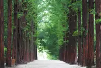 在飛比找雄獅旅遊優惠-玩膩樂園力推｜首爾｜經典南怡島遊船．小法國村．鐵道自行車．膽