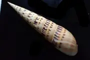 Sea shells-terebra maculata big size 226-m.m. f++/f+++